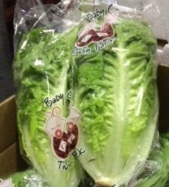 Lettuce Baby Cos Twin Pack